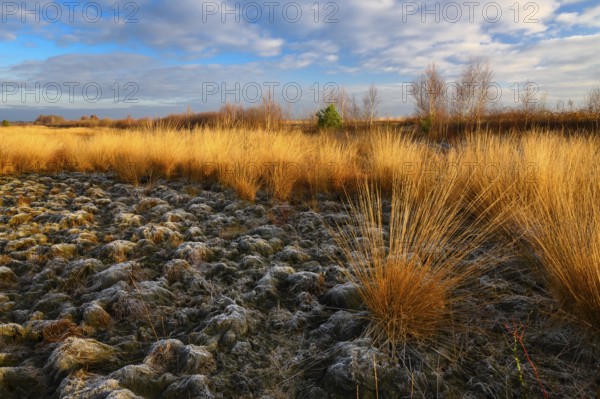 Wide, wintry Goldenstedt moor with pipe grass in the evening light, Goldenstedt, Lower Saxony, Germany