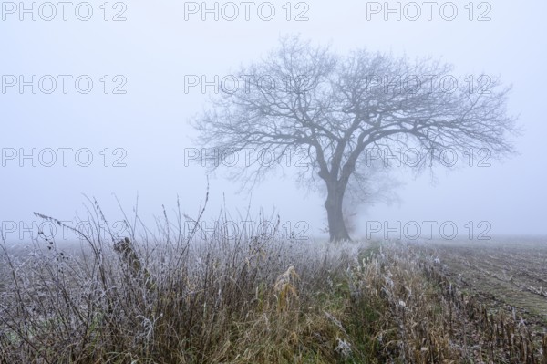 Autumnal and melancholy tree silhouette in fog, Aschen, Lower Saxony, Germany