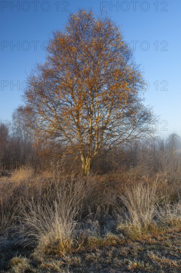 Birch (Betula) in the wintery Rehdener Geestmoor in the Diepholzer Moorniederung, Rehden, Lower Saxony, Germany