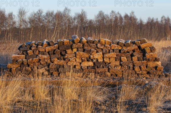 Peat cut in sod in a wintry moor, Goldenstedt, Lower Saxony, Germany