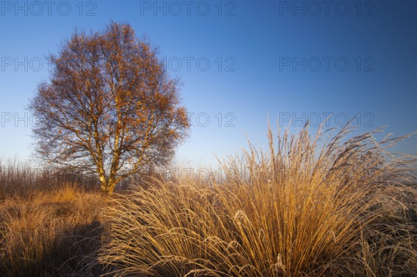 Birch (Betula) in the wintery Rehdener Geestmoor in the Diepholzer Moorniederung, Rehden, Lower Saxony, Germany