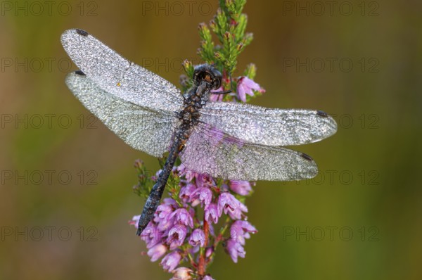 Peat cut in sod in a wintry moor, Goldenstedt, Lower Saxony
