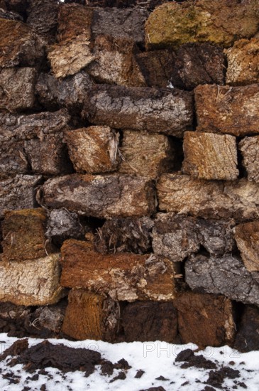 Peat in winter moor, Goldenstedt, Lower Saxony, Germany