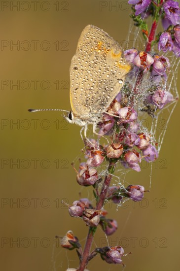 Blue butterfly in the morning dew on flowering heather (Calluna vulgaris) in the Goldenstedt moor, Oldenburger Münsterland, Goldenstedt, Lower Saxony, Germany