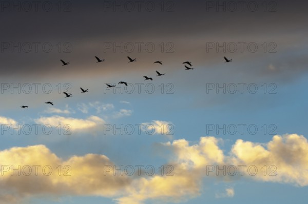 Migratory cranes in Rehdener Geestmoor, Rehden, Lower Saxony