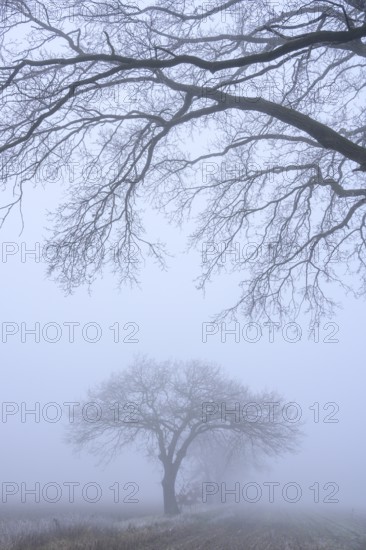 Autumnal and melancholy tree silhouette in fog, Aschen, Lower Saxony, Germany