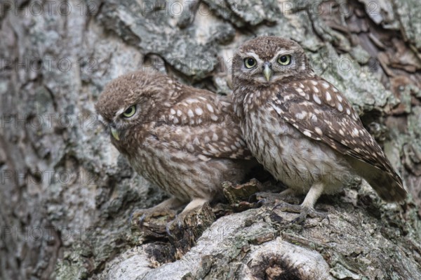 Little owl (Athene noctua), Vechta, Lower Saxony, Germany