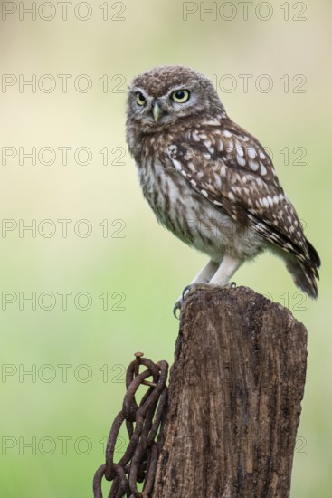 Little owl (Athene noctua), Vechta, Lower Saxony, Germany