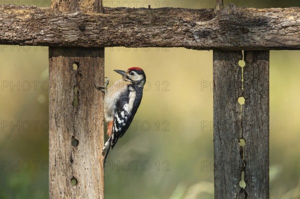Great spotted woodpecker (Dendrocopos major) at the winter feeding site, Vechta, Lower Saxony, Germany