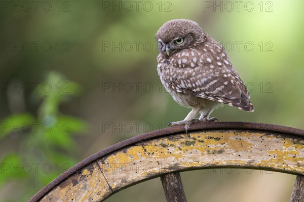 Little owl, (Athene noctua), Vechta, Lower Saxony, Germany