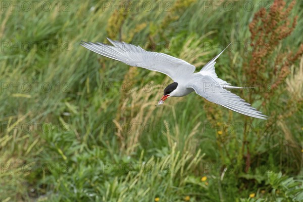 Arctic tern (Sterna paradisaea), Eidersperrwerk, Schleswig-Holstein, Germany