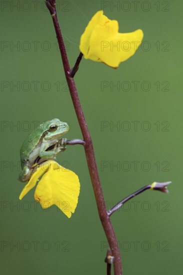 European tree frog (Hyla arborea), Zandvort, Netherlands