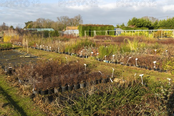 Potted shrubs on display Swann's nursery garden centre, Bromeswell, Woodbridge, Suffolk, England, UK 30 Dec 2025