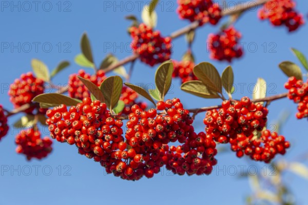 Red berries of Cotoneaster plant, Swann's nursery garden centre, Bromeswell, Woodbridge, Suffolk, England, UK 30 Dec 2025