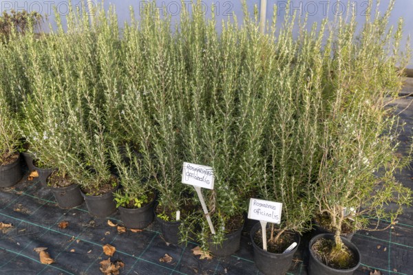 Rosmarinus Fastigiatus plants on display, Swann's nursery garden centre, Bromeswell, Woodbridge, Suffolk, England, UK 30 Dec 2025