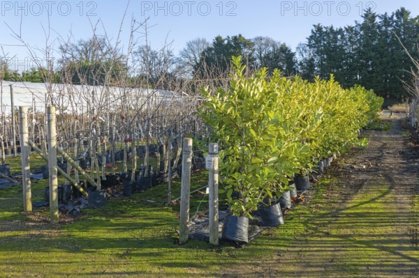 Line of trees on display, Swann's nursery garden centre, Bromeswell, Woodbridge, Suffolk, England, UK 30 Dec 2025