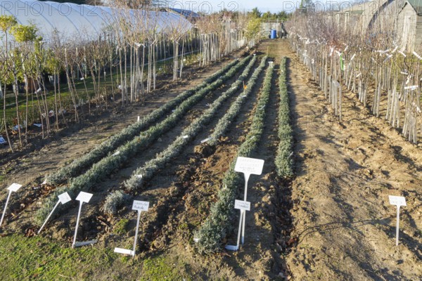 Bare root lavender plants, Swann's nursery garden centre, Bromeswell, Woodbridge, Suffolk, England, UK 30 Dec 2025