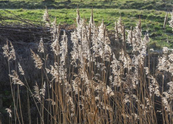 Common reed (Phragmites communis) at a creek in winter in Ystad municipality, Skåne county, Sweden, Scandinavia