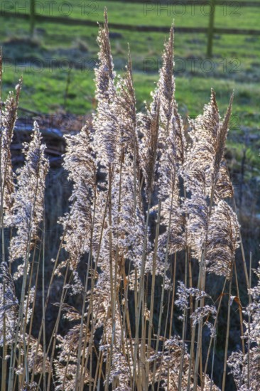 Common reed (Phragmites communis) at a creek in winter in Ystad municipality, Skåne county, Sweden, Scandinavia