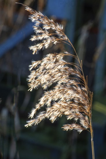 Seedhead of common reed (Phragmites communis) at a creek in winter in Ystad municipality, Skåne county, Sweden, Scandinavia