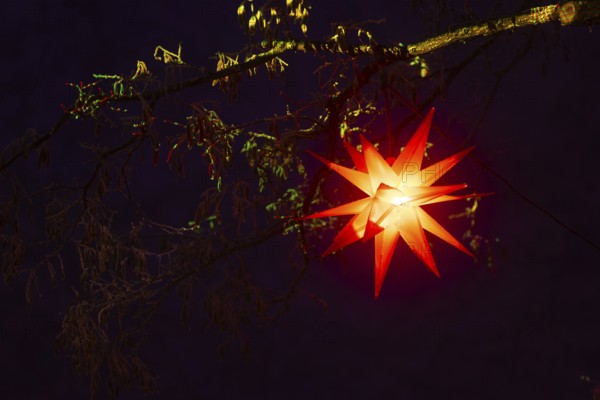 Shining stars on a tree, Raunacht, winter, Waldburg Castle, Waldburg, Allgäu, Baden-Württemberg, Germany