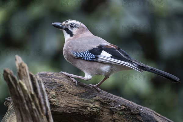 Eurasian jay (Garrulus glandarius), Emsland, Lower Saxony, Germany
