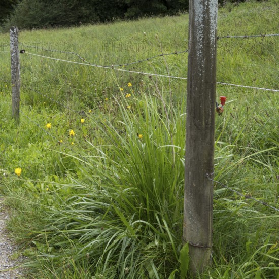Electric fence on a willow, detail, Upper Bavaria, Bavaria, Germany