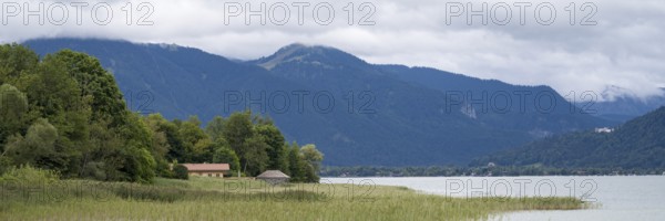 Banks of Tegernsee, reed grass, forest and boathouses on the lake, Gmund, Tegernsee, Upper Bavaria, Bavaria, Germany