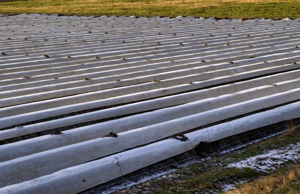 White film prevents purple and green asparagus heads, controls the start of harvest, asparagus, asparagus field, agriculture, Schmidener Feld, hoarfrost, winter, evening light, Schmiden near Fellbach, Baden-Württemberg, Germany