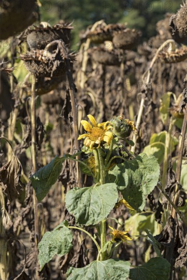 Sunflower field, brown withered sunflowers (Helianthus annuus), including a single young plant dying in the inflorescence, heat, lack of water, drought, climate change, Anzing, Upper Bavaria, Bavaria, Germany
