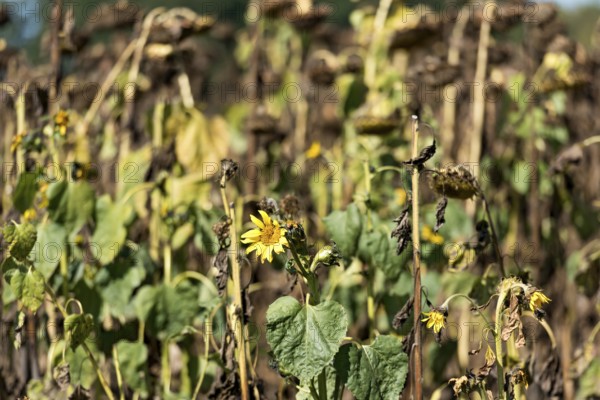 Sunflower field, brown withered sunflowers (Helianthus annuus), including a single young plant dying in the inflorescence, heat, lack of water, drought, climate change, Anzing, Upper Bavaria, Bavaria, Germany