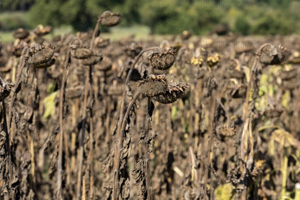 Sunflower field, brown withered sunflowers (Helianthus annuus), heat, lack of water, drought, climate change, Anzing, Upper Bavaria, Bavaria, Germany