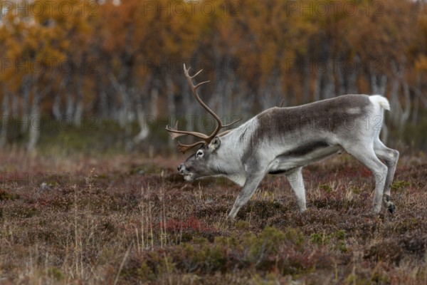 The reindeer bull (Rangifer tarandus) follows his herd with bowed head, rutting season, mating season, autumn, Sweden