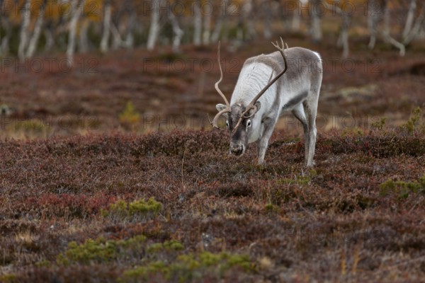 The scents contained in a female's urine seem to be of great interest to the reindeer bull (Rangifer tarandus), rutting season, mating season, autumn, Sweden