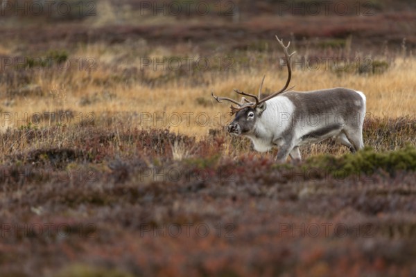 The reindeer bull (Rangifer tarandus) attentively follows his herd, rutting season, mating season, autumn, Sweden