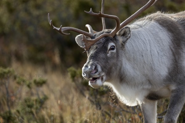 Portrait of reindeer bull (Rangifer tarandus) in rut, rutting season, mating season, autumn, Sweden