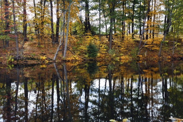 Trees reflected in water surface, riverbank, river landscape, autumn leaves, Indian summer, Maine, New England, USA