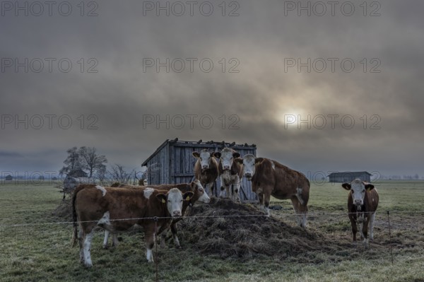 Cows, cattle, young animals, herd of cattle, standing, frontal, fog, high fog, back light, foothills of the Alps, near Schlehdorf, Bavaria, Germany