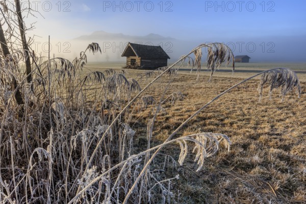 Hut, wooden hut, morning light, sunny, frost, hoarfrost, cold, grasses, reeds, winter, fog, mountains, Loisach-Lake Kochel-Moors, view of Herzogstand, Heimgarten, Alpine foothills, Bavaria, Germany