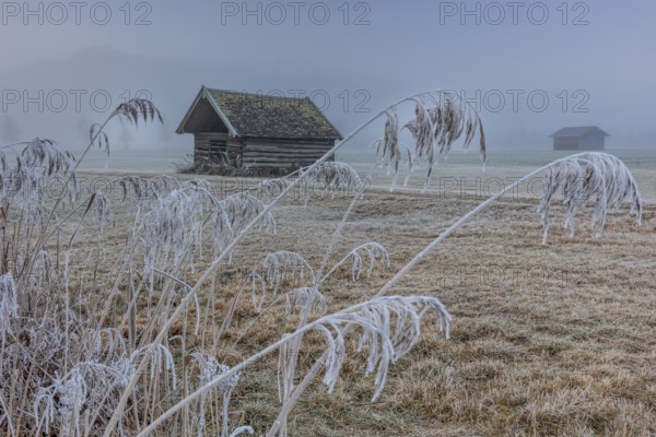 Hut, wooden hut, grasses, frost, hoarfrost, cold, winter, fog, high fog, mountains, Loisach-Lake Kochel-Moors, Alpine foothills, Bavaria, Germany