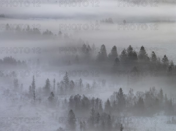Clouds of fog, fog, trees, conifers, winter, snow, aerial view, Alpine foothills, Bavaria, Germany