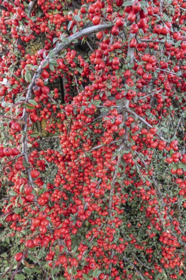 Fan-shaped cotoneaster (Cotoneaster horizontalis), Emsland, Lower Saxony, Germany