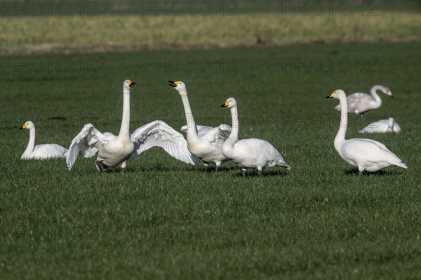 Whooper swans (Cygnus cygnus), Emsland, Lower Saxony, Germany