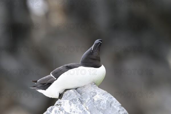 A razorbill (Alca torda) rests on a stone and enjoys the falling raindrops, Hornoya, Vardø, Finnmark, Norway