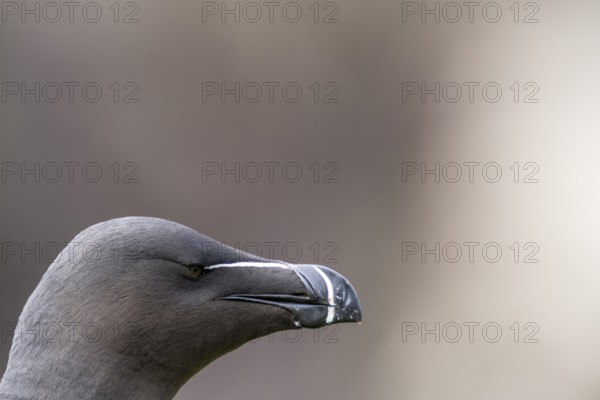 Close-up of the head of a razorbill (Alca torda) with focussed view of the beak, Vardø, Finnmark, Norway