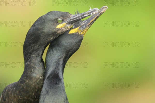 Two shags (Gulosus aristotelis, syn.: Phalacrocorax aristotelis) nestling close together in front of a green background, Vardø, Finnmark, Norway