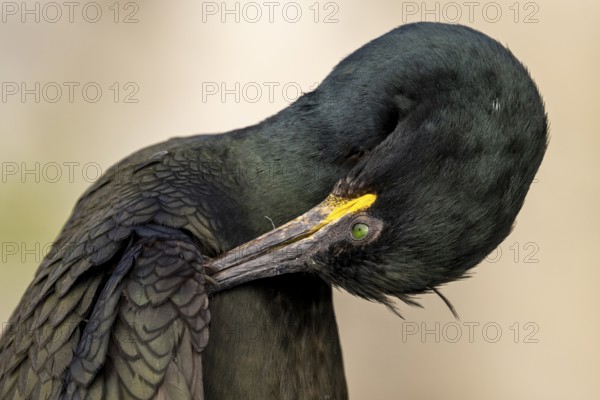 Close-up of a shag (Gulosus aristotelis, syn.: Phalacrocorax aristotelis) grooming its plumage, Vardø, Finnmark, Norway