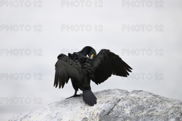Cormorant (Gulosus aristotelis, syn.: Phalacrocorax aristotelis) with folded wings on a grey rock, Vardø, Finnmark, Norway