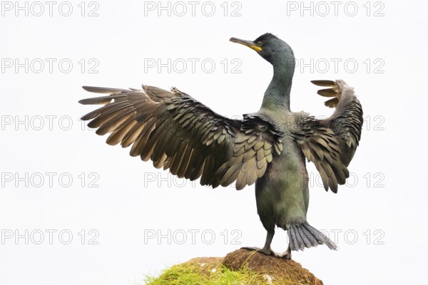 Cormorant (Gulosus aristotelis, syn.: Phalacrocorax aristotelis) spreading its wings, standing on a rock, Hornoya, Vardø, Finnmark, Norway