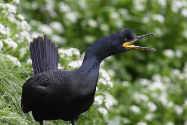 Cormorant (Gulosus aristotelis, syn.: Phalacrocorax aristotelis) with open beak against a green background, Hornoya, Vardø, Finnmark, Norway